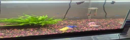 Other/Mixed Breed fish for sale: Tropical Fish, Tank, Heater & Filter set up - Advert 2