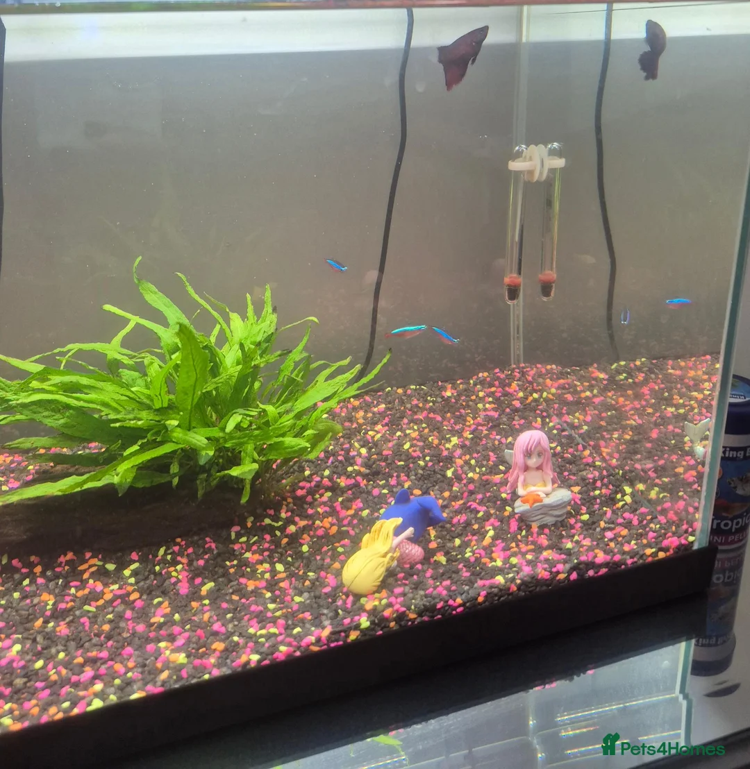 Other/Mixed Breed fish for sale: Tropical Fish, Tank, Heater & Filter set up - Advert 2