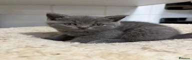 British Shorthair 2