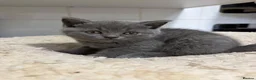 British Shorthair cats for sale: purebred British Shorthair kittens - Advert 4