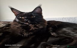 Maine Coon cats for sale: Studing solid black females🎀🐈‍⬛ - Image 3