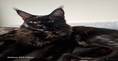 Maine Coon cats - Advert 12