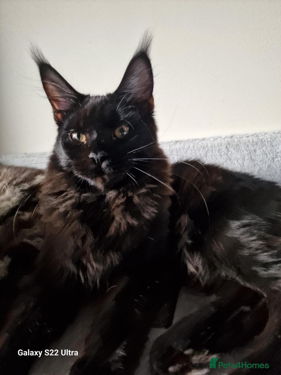 Maine Coon cats for sale: Studing solid black females🎀🐈‍⬛ - Image 3