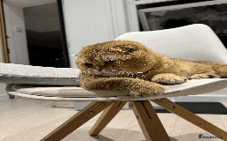 Scottish Fold cats for sale: Beautiful Scottish Fold Cat Looking 4 Loving Home - Image 7