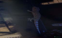 Gecko reptiles for sale: tokay geckos  - Image 2