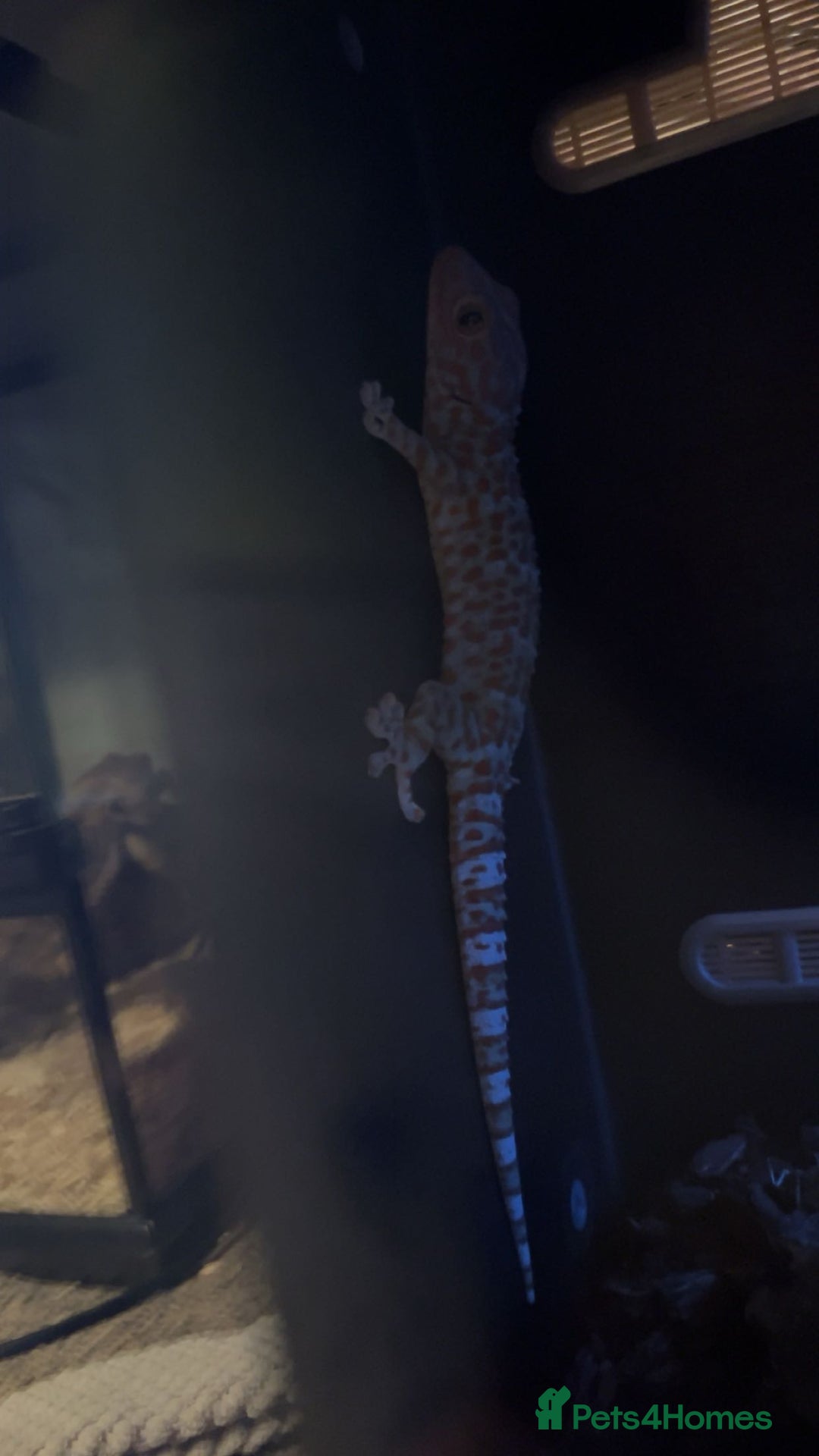 Gecko reptiles for sale: tokay geckos  - Image 2