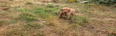 Hungarian Vizsla 2