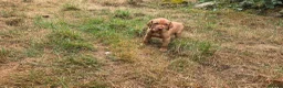 Hungarian Vizsla dogs for sale: Dual Purpose Hungarian Vizsla Bitch Puppies - Advert 17