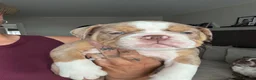 Olde English Bulldogge dogs for sale: Reduced!!✨Olde English Bulldogges ✨  - Advert 4