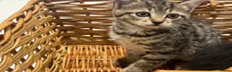 Mixed Breed cats for sale: Beautiful tabby female kitten for sale - Advert 4