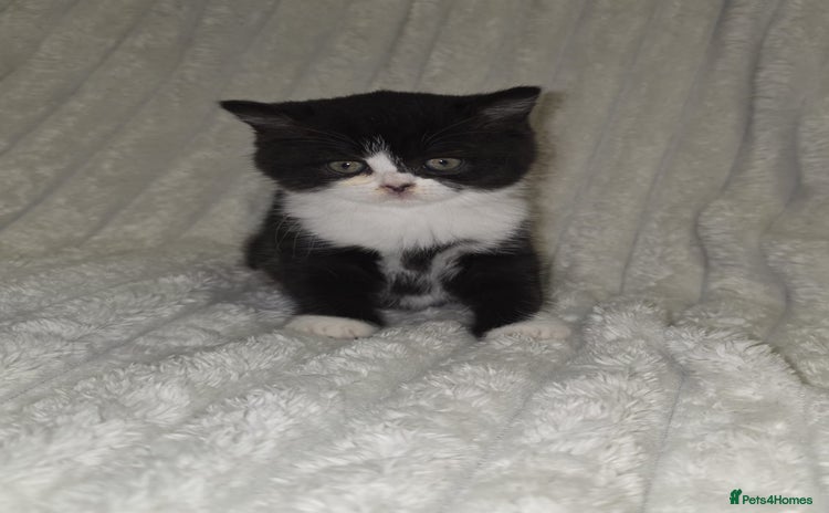 British Shorthair cats Gorgeous British shorthair kittens  - Advert 16