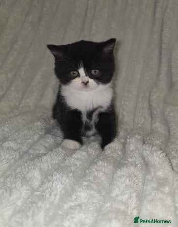 British Shorthair cats Gorgeous British shorthair kittens - Advert 16