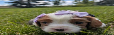 Cavalier King Charles Spaniel 3