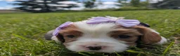Cavalier King Charles Spaniel dogs for sale: Working Cavalier Spaniel Puppies  in Glasgow - Advert 5