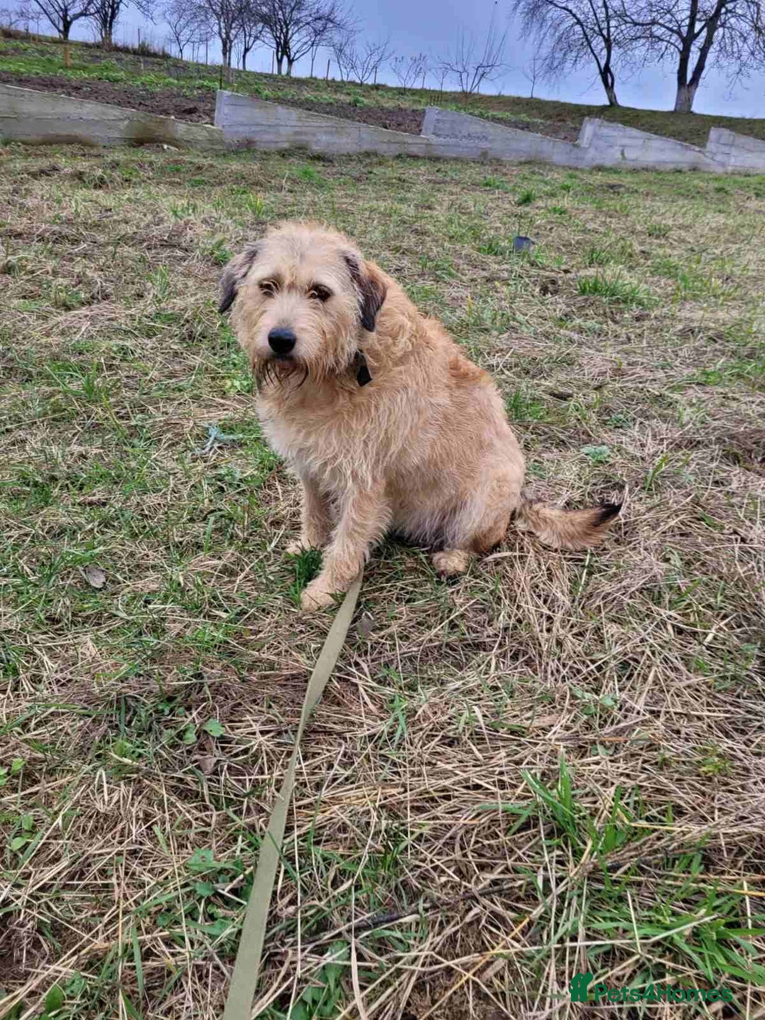 Mixed Breed dogs for adoption: 💖🐶 DUNA 🐶💖 - Advert 18