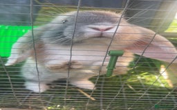 Mini Lop rabbits for sale: extremely friendly mini lop - Advert 5