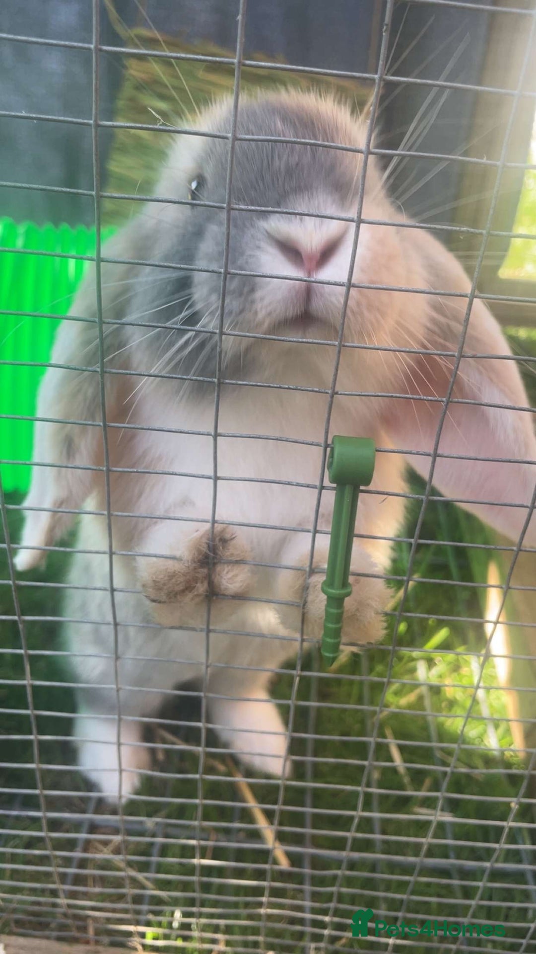 Mini Lop rabbits for sale: extremely friendly mini lop - Advert 5