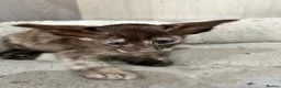 Oriental cats for sale: Gccf Reg Oriental and Siamese kittens - Advert 3