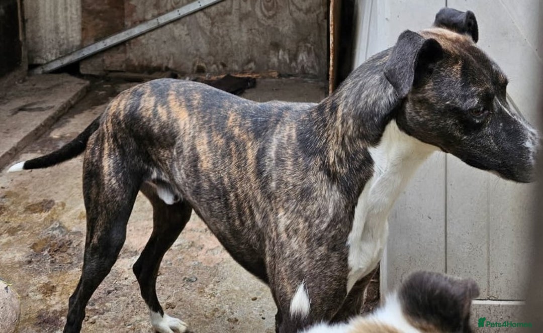 Lurcher dogs for adoption: STORM 3yr old Lurcher in Cardigan - Image 2