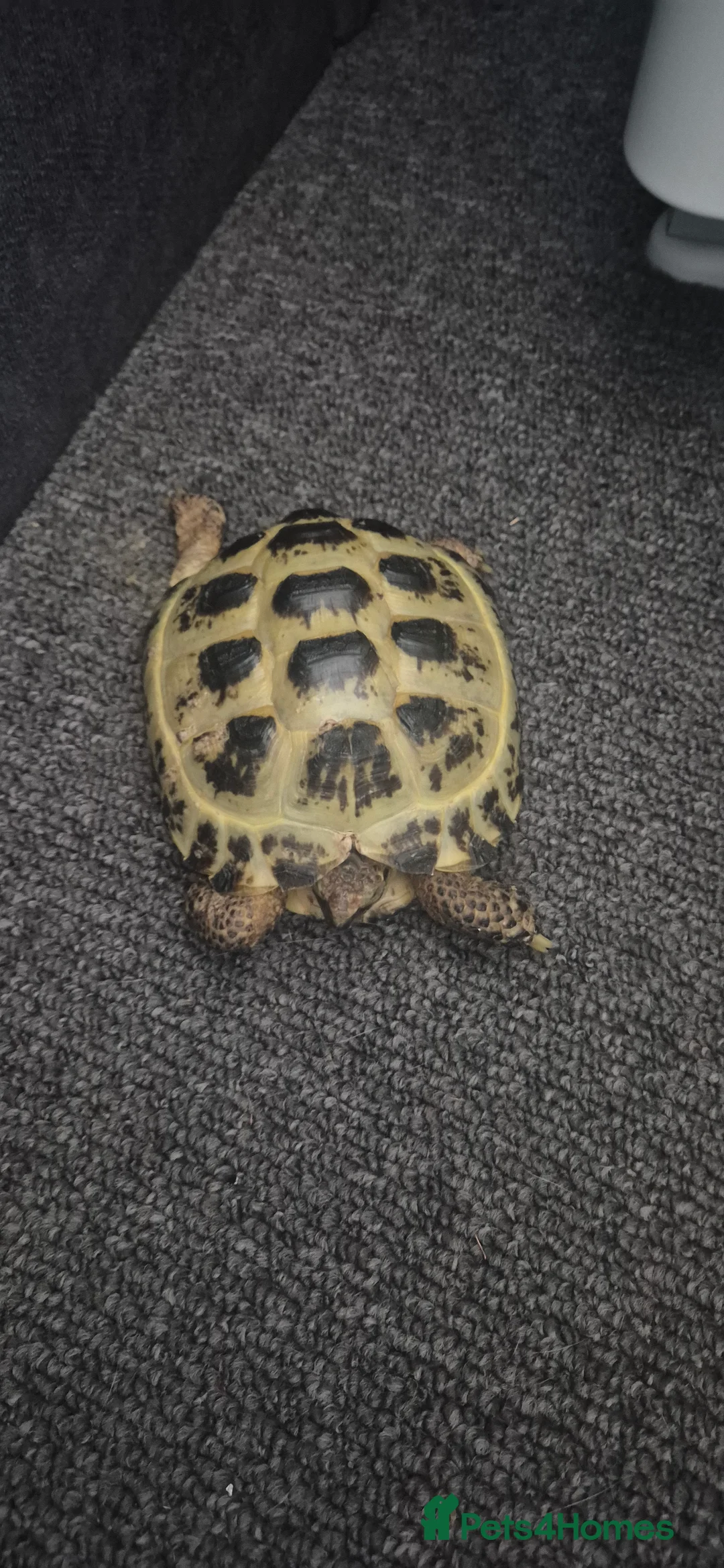 Tortoise reptiles for sale: Tortoise  - Advert 2