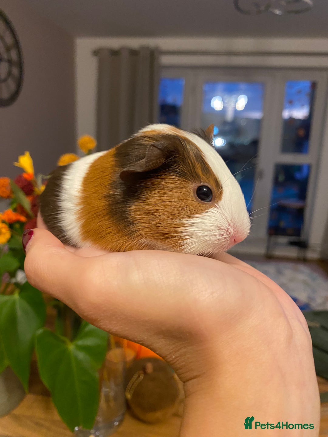 Guinea Pig rodents for sale: Baby female Guinea pigs - Image 6