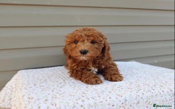 Cavapoo dogs for sale: Beautiful Cavapoo puppies! - Image 21