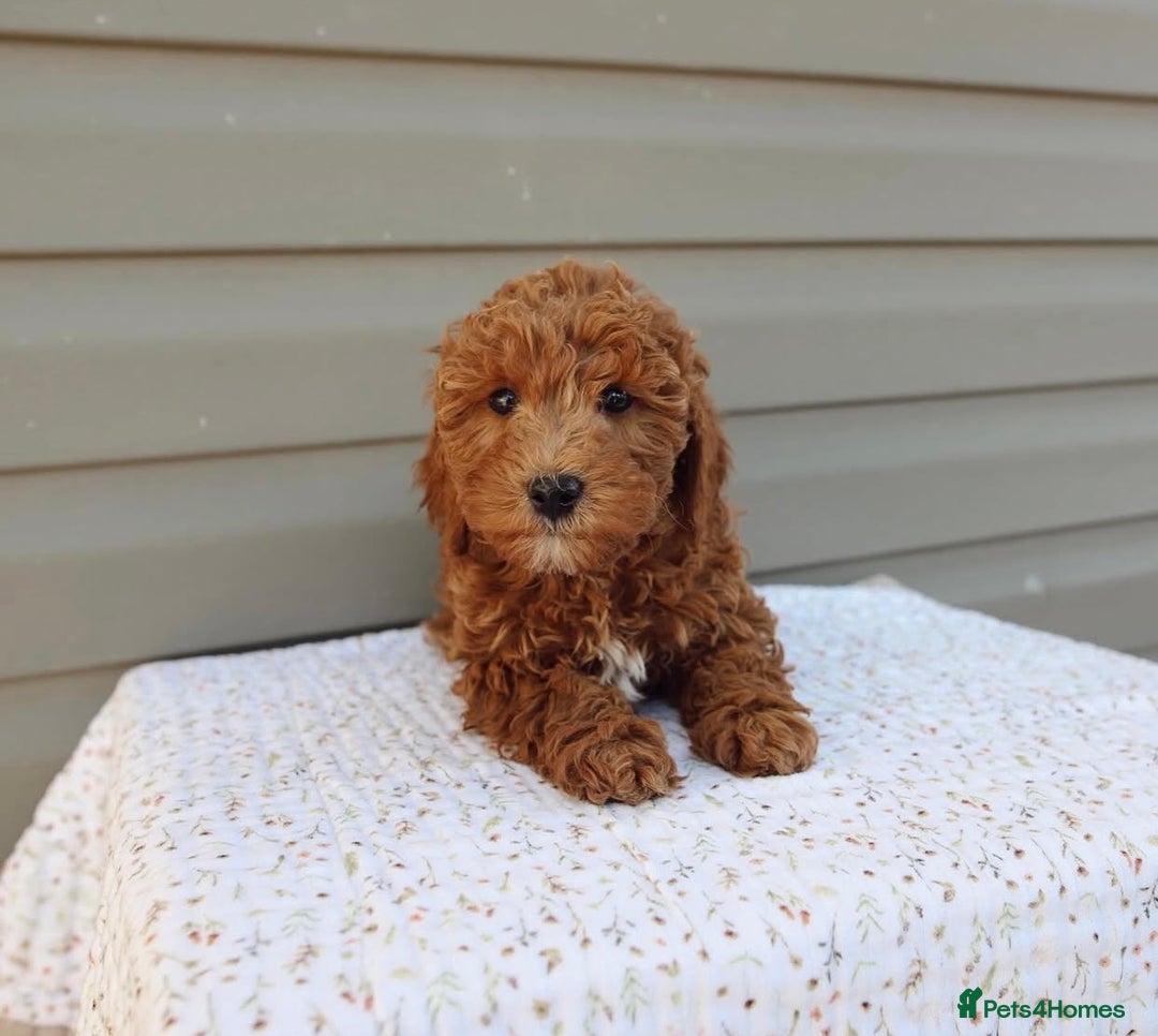 Cavapoo dogs for sale: Beautiful Cavapoo puppies! - Image 21