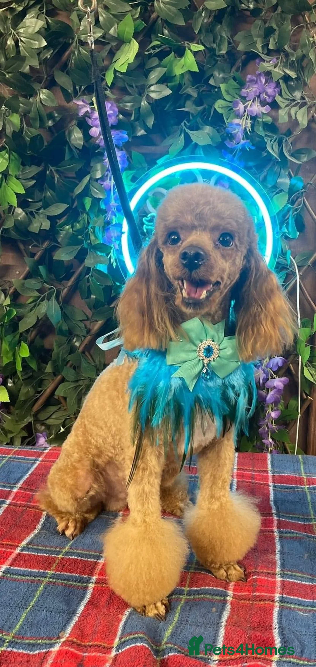 Toy Poodle dogs for stud: Tiny fox red toy poodle  - Advert 2