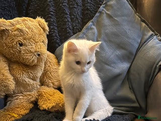 Mixed Breed cats - Advert 38