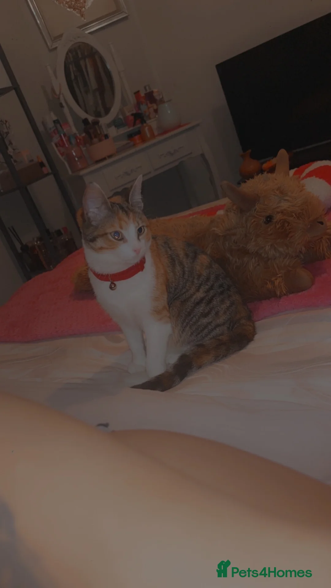 Mixed Breed cats for sale: Female Mixed breed. - Advert 5