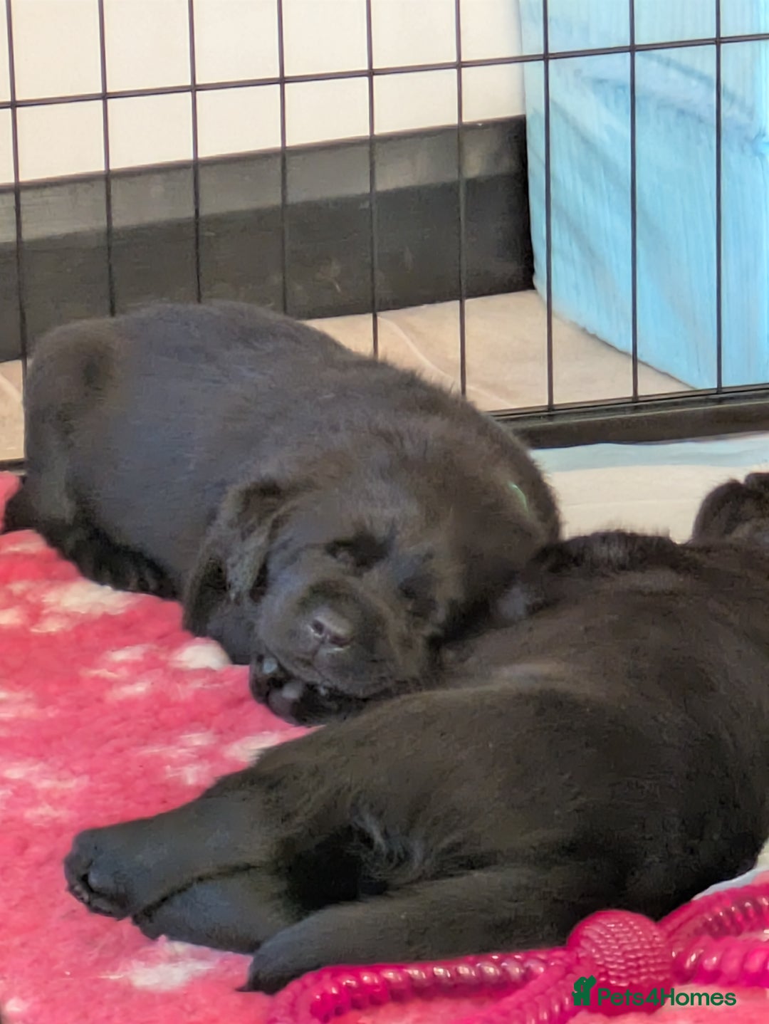 Labrador Retriever dogs for sale: Stunning chunky kc reg pups, parents health tested - Advert 6