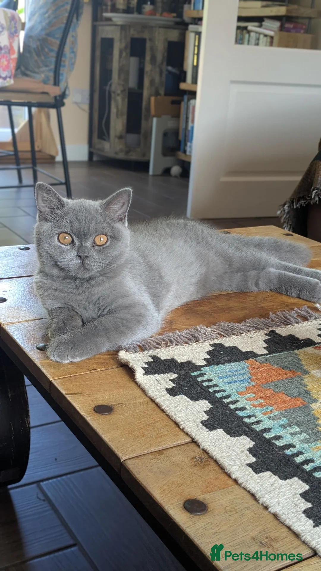 Scottish Fold cats for sale: Beautiful pedigree Scottish Straight female  - Advert 2