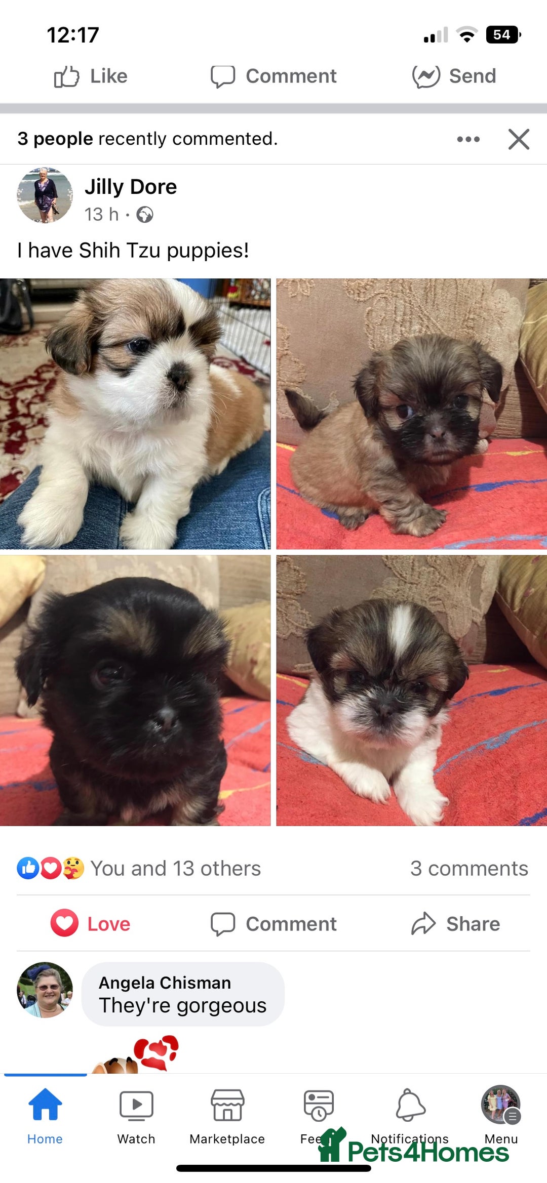 Shih Tzu dogs for stud: KC Registered stud  in Cullompton - Advert 23