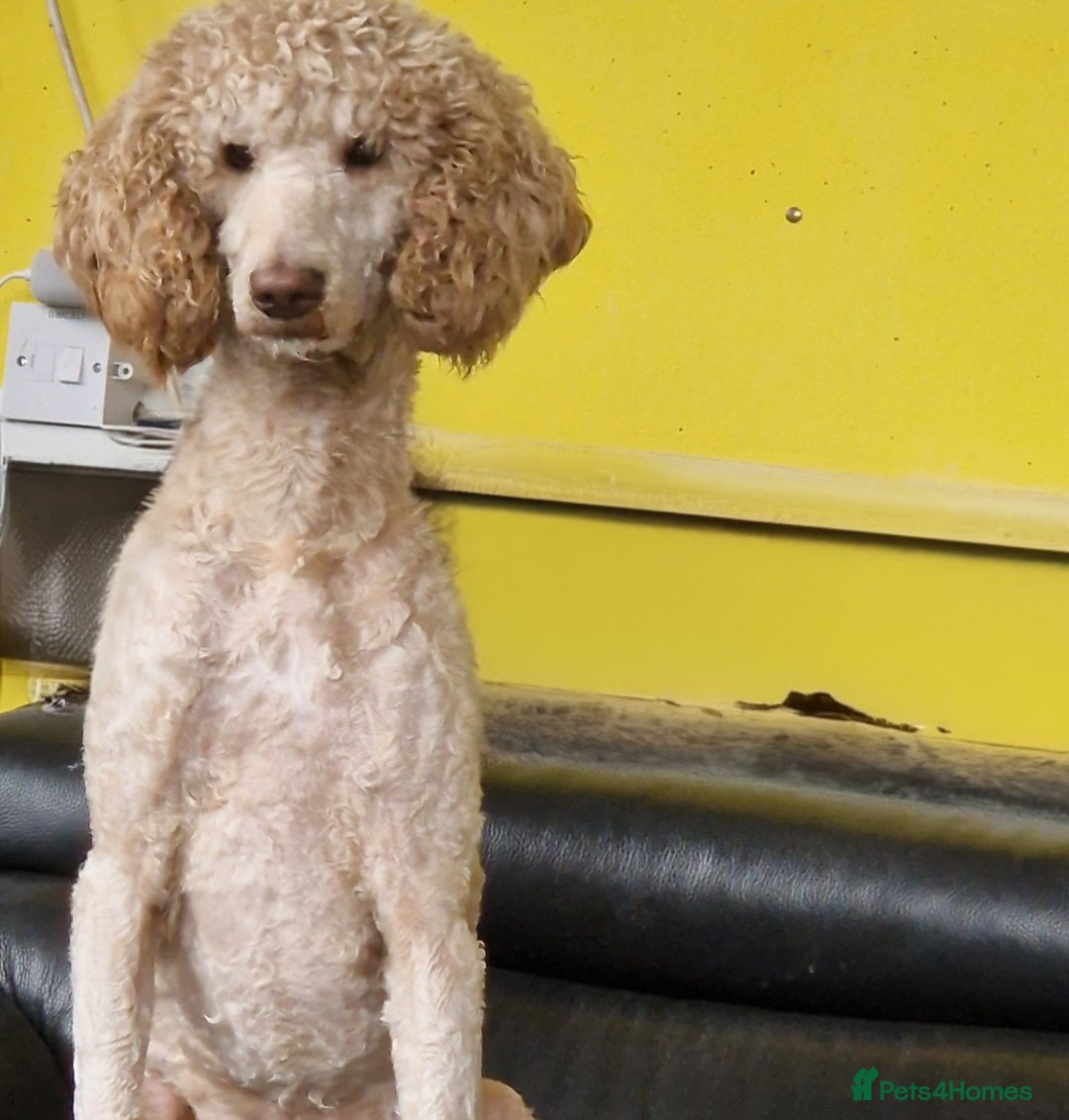 Poodle dogs for sale: Poodle pups.  Ready now - Image 5