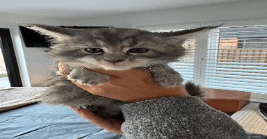 Maine Coon cats - Advert 8