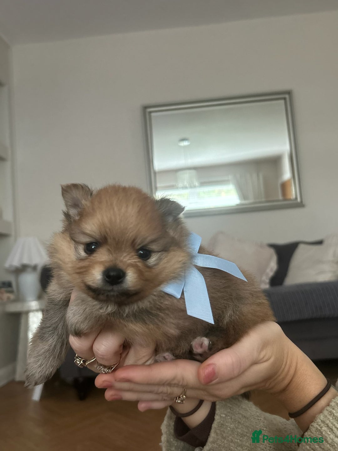 Pomeranian dogs for sale: Beautiful ** Pomeranian puppies  - Image 5