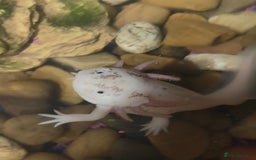 Axolotl reptiles for sale: Axolotls - Advert 3