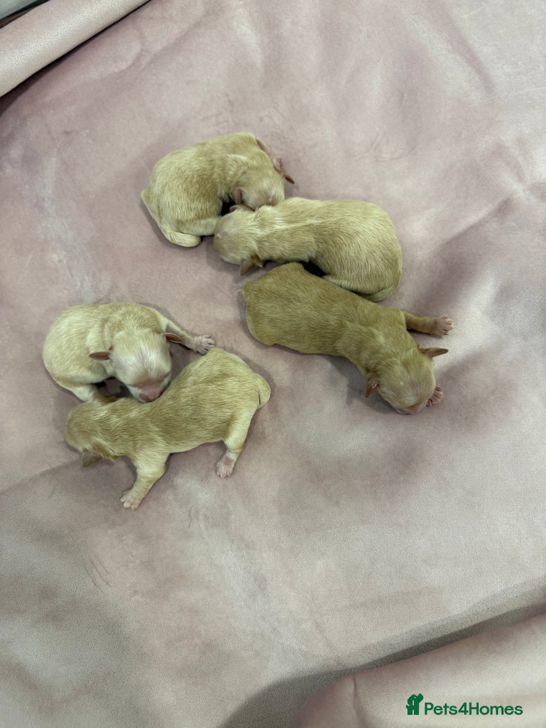 Maltipoo dogs for sale: 5 girls. fully DNA & health tested clear parents.  - Advert 12