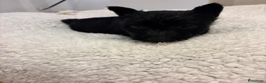 Scottish Terrier 5