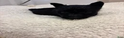 Scottish Terrier dogs for sale: Gorgeous Scottie pups  - Advert 36