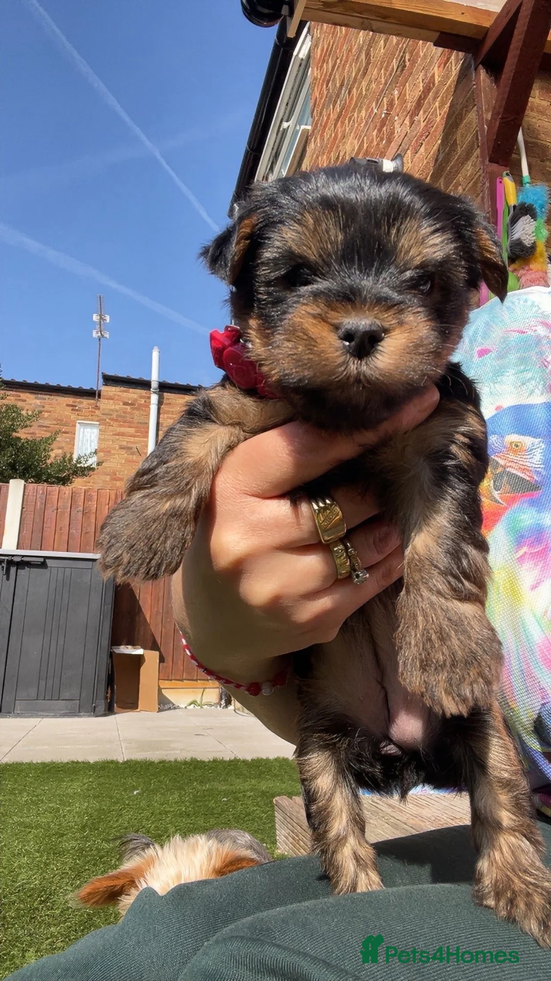 Yorkshire Terrier dogs for sale: mini YORKSHIRE TERRIER - Advert 2