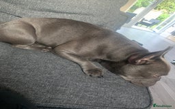 French Bulldog dogs for sale: 5 French bull dogs puppies  - Image 13