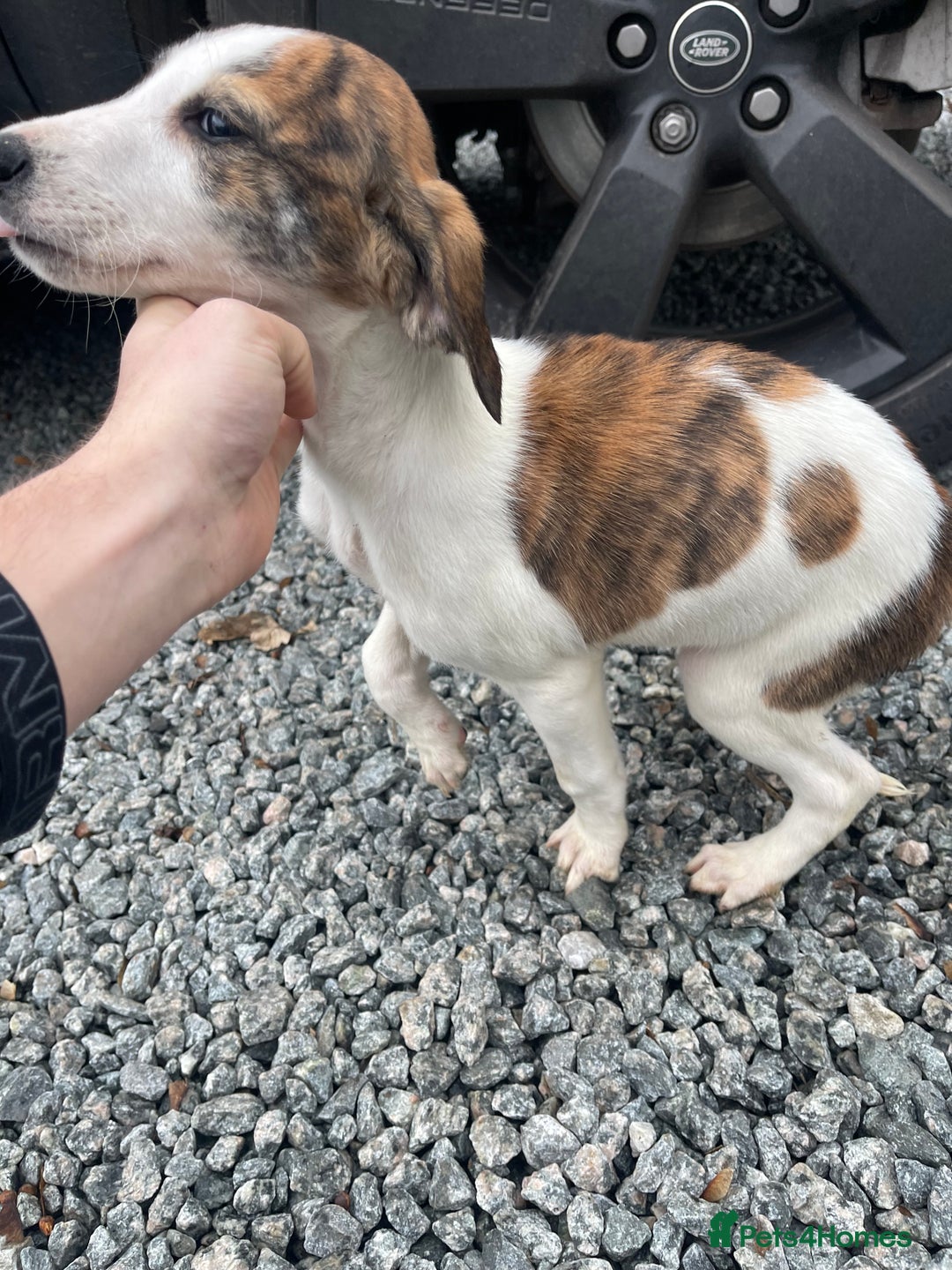 Mixed Breed dogs for sale: Pure saluki-greyhound puppies  - Advert 5