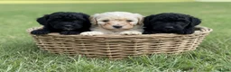 Mixed Breed dogs for sale: Adorable Miniature Poodle Puppies - Advert 1