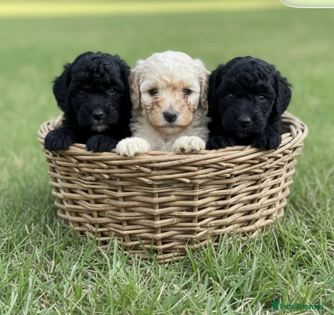 Mixed Breed dogs for sale: Adorable Miniature Poodle Puppies - Advert 1