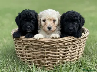 Mixed Breed dogs Adorable Poodle Puppies - Advert 13