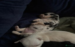 Chihuahua dogs for sale: Beautiful litter of chihuahua boys & girls  - Image 6