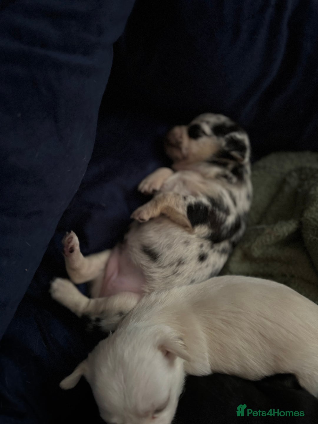 Chihuahua dogs for sale: Beautiful litter of chihuahua boys & girls  - Image 6