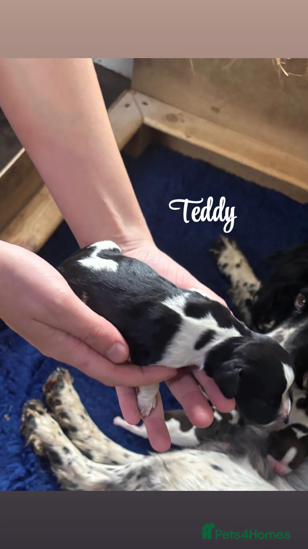 English Springer Spaniel dogs for sale: Working English Springer Spaniel Puppies - Advert 12