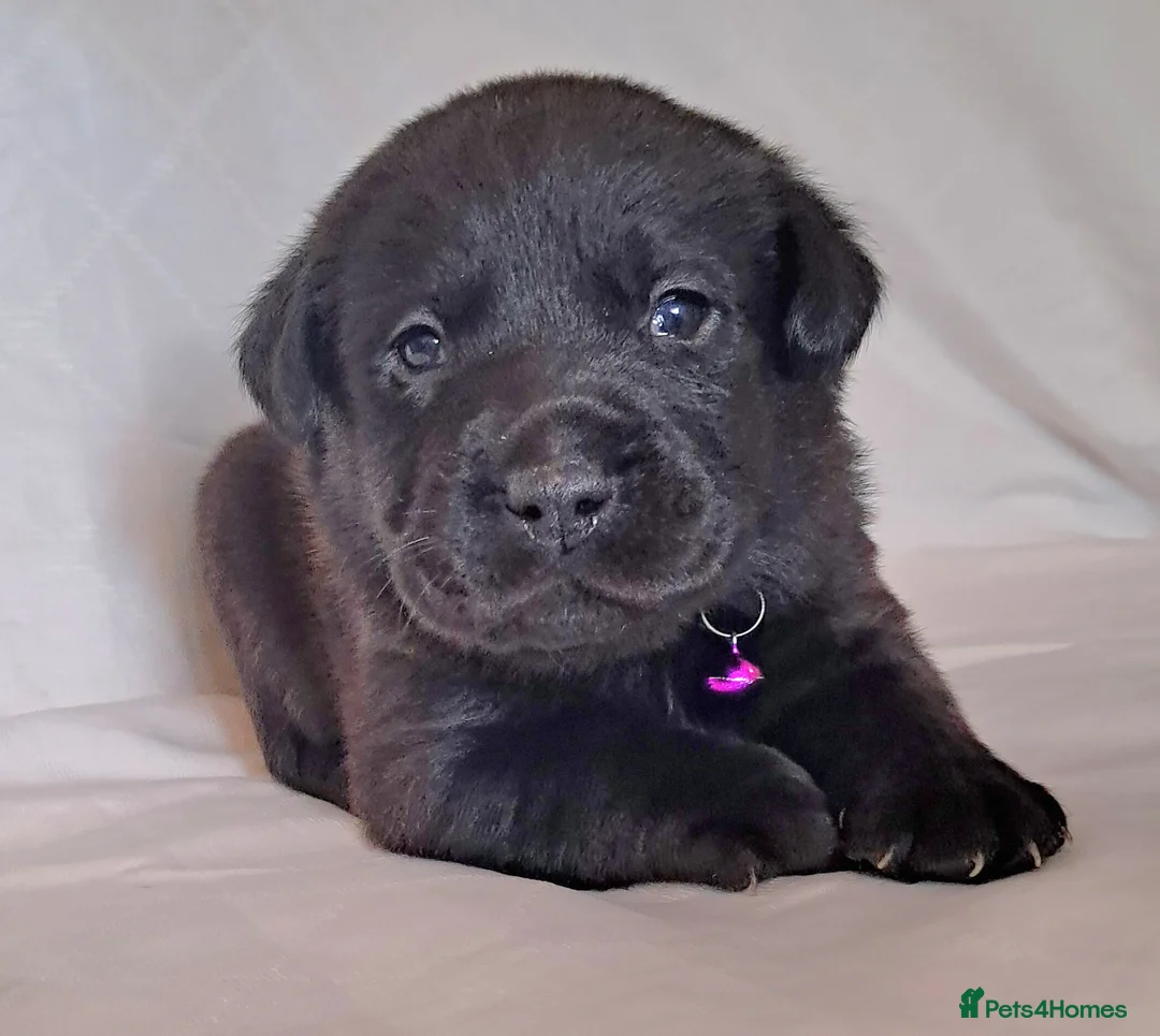 Labrador Retriever dogs for sale: Pure  bred labrador puppies  - Advert 4